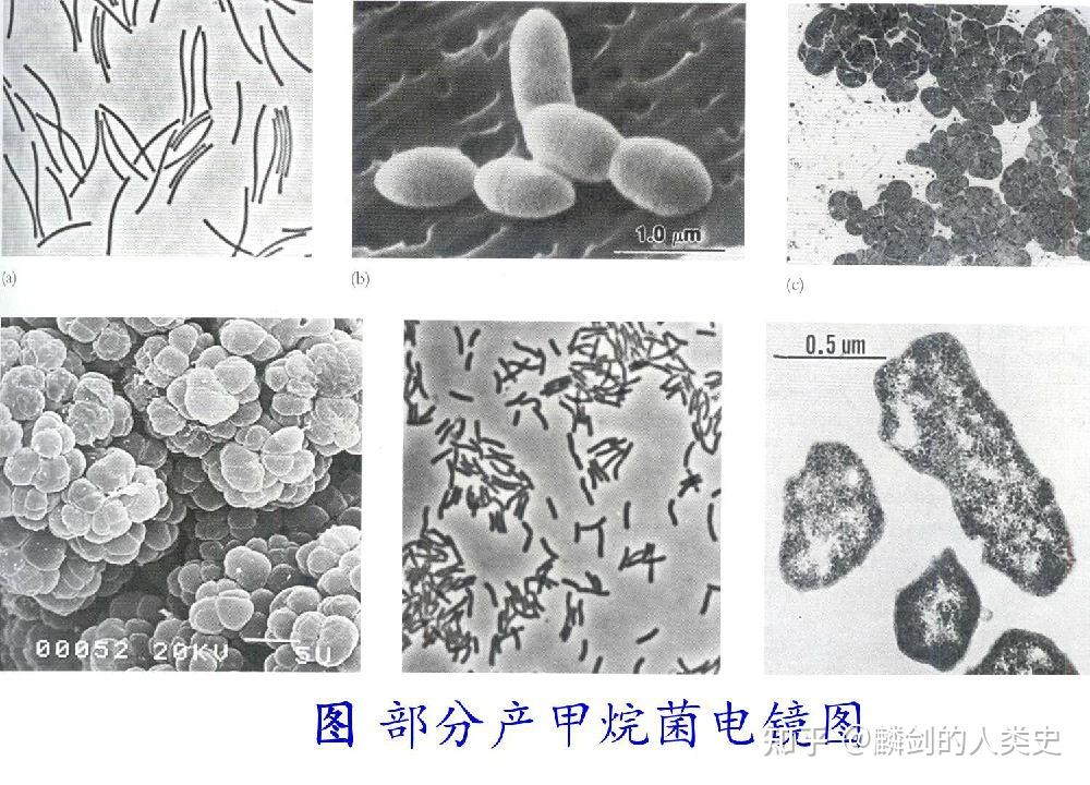 【地球生物全系列——从单细胞到人类】古细菌界—代表性古细菌 - 知乎