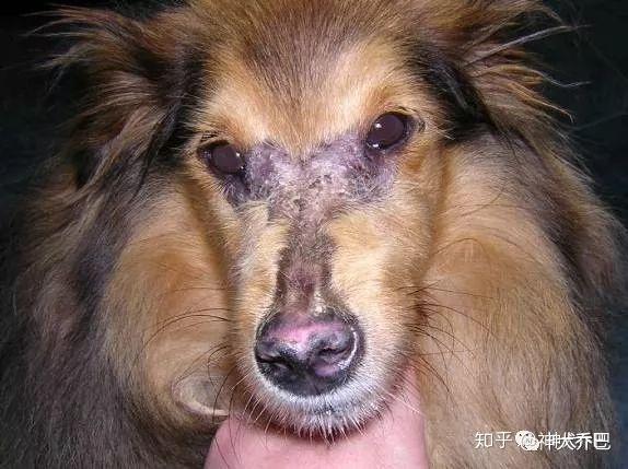 神犬乔巴 狗狗皮肤病那些事儿 知乎