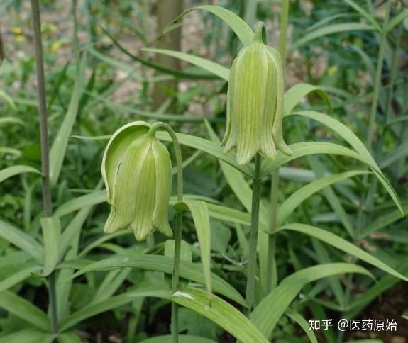 梭砂贝母甘肃贝母暗紫贝母川贝母川贝母为百合科植物川贝母