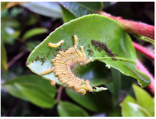 图4:茶黄毒蛾大龄幼虫取食茶叶细节 黄色的部分为幼虫头部图片来源:s