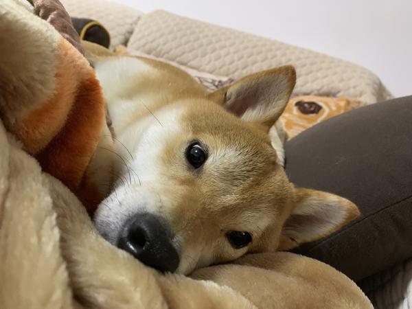 一岁的柴犬还是长得像狐狸 是不是被骗了 狐狸脸的柴犬纯吗 格吉网