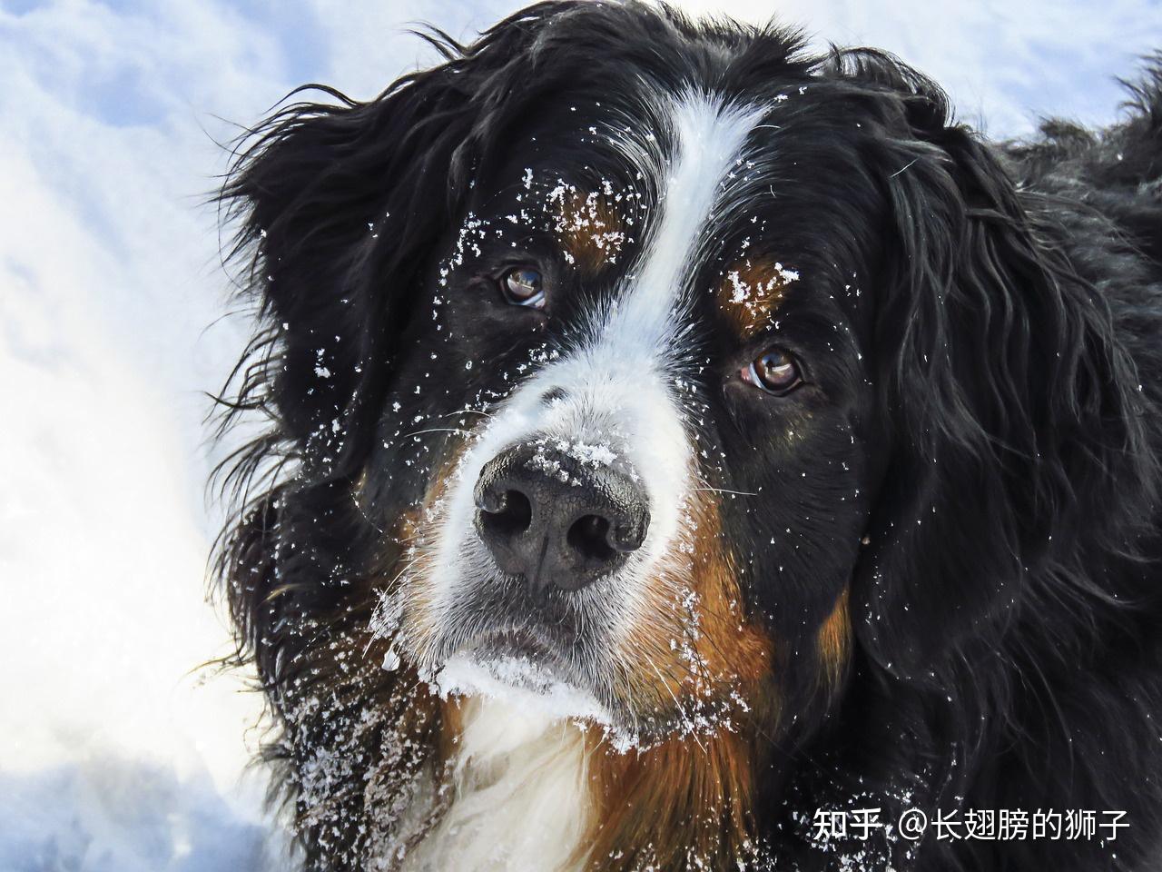 「子不语」最令人毛骨悚然的故事——唱歌犬