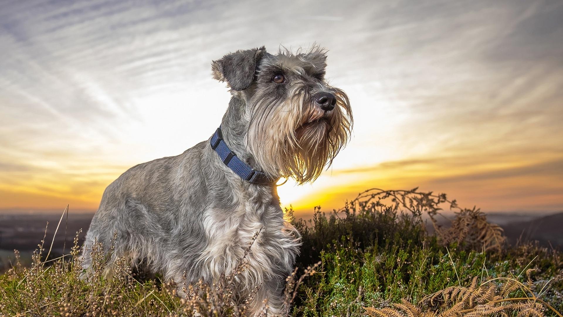 小老头雪纳瑞可以是出色的工作犬也可以是优秀的家庭伴侣犬