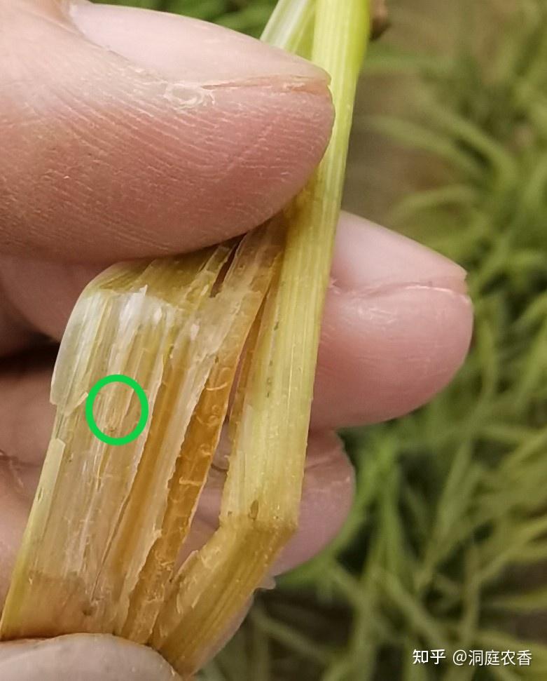 二化螟危害水稻造成的枯鞘 - 知乎