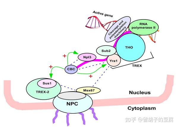 Mran Capping Complex mRNA合成|深度解析mRNA甲基化和帽子结构 - 知乎