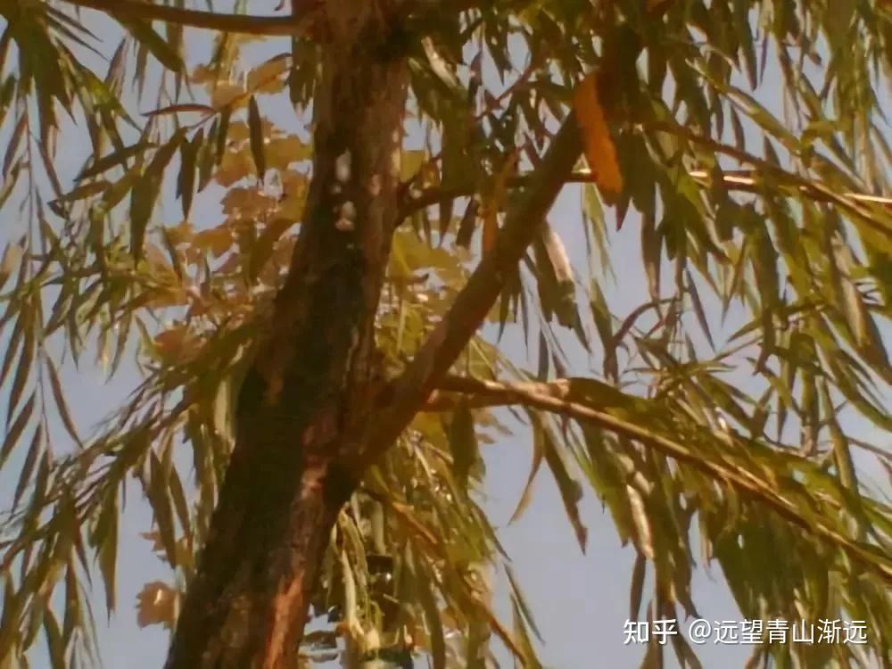 常见几种植物枯梢病的综合防治技术 - 知乎