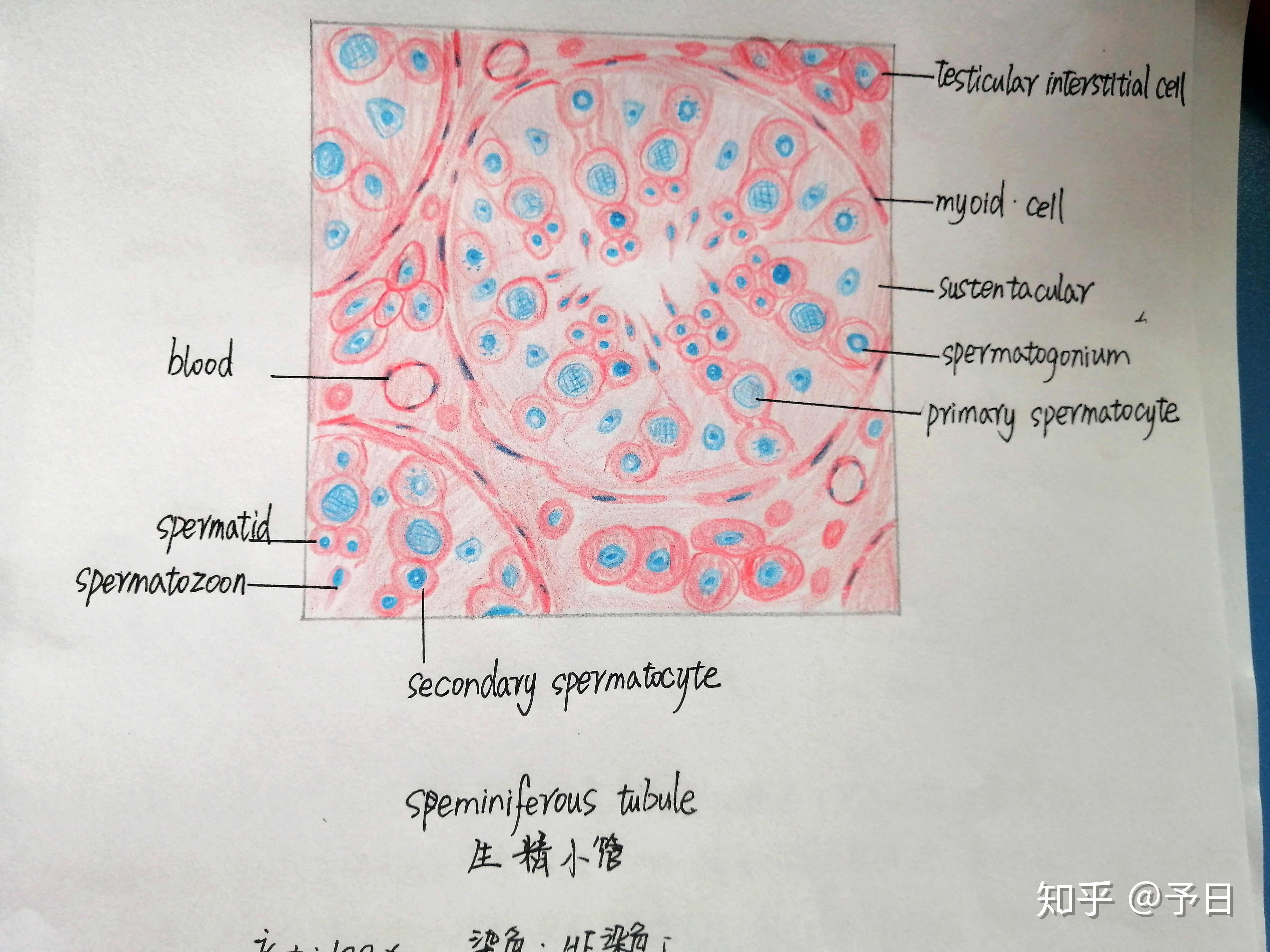 組胚實驗紅藍鉛筆圖隨時更新喲