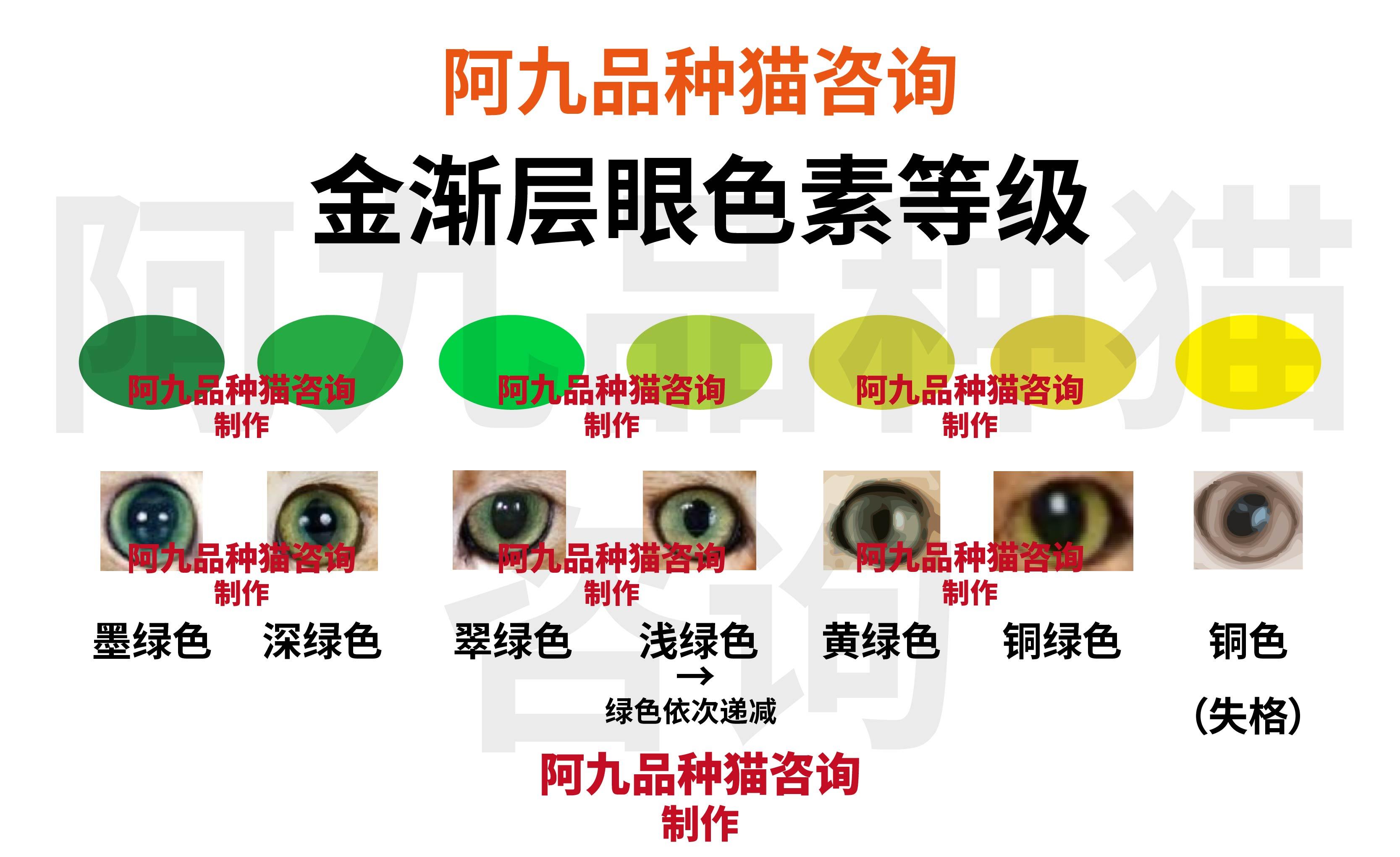 蓝金渐层跟金渐层配出来是什么样子