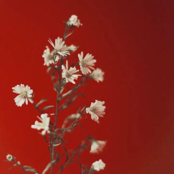 有没有超级好看的红色朋友圈背景或者红色头像