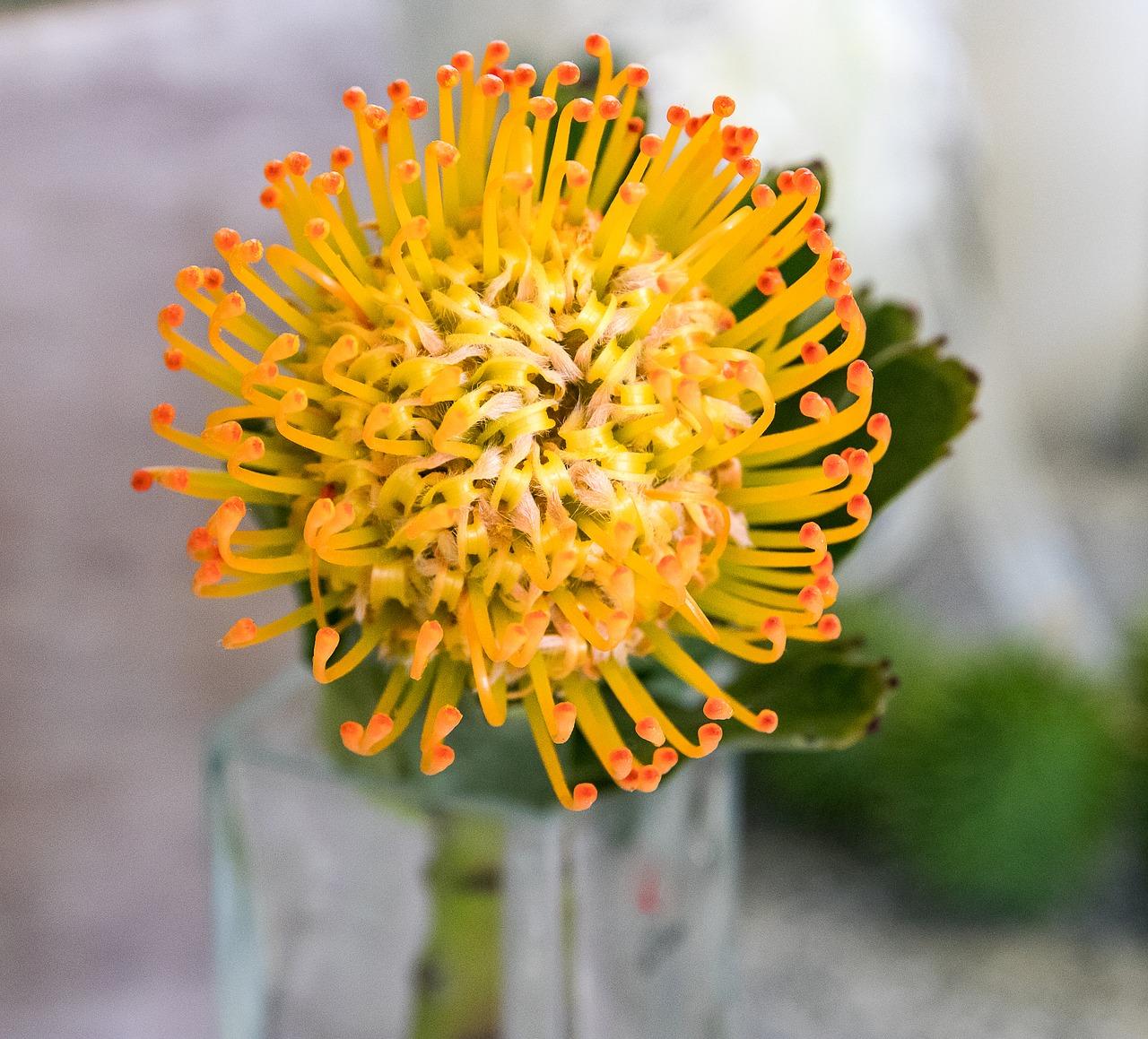 4. 龙脑枕价格区间