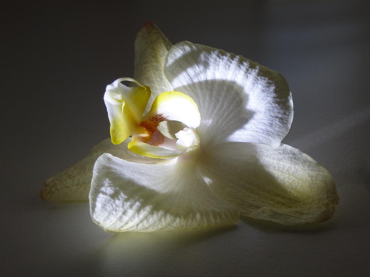 如何使兰花提前开花