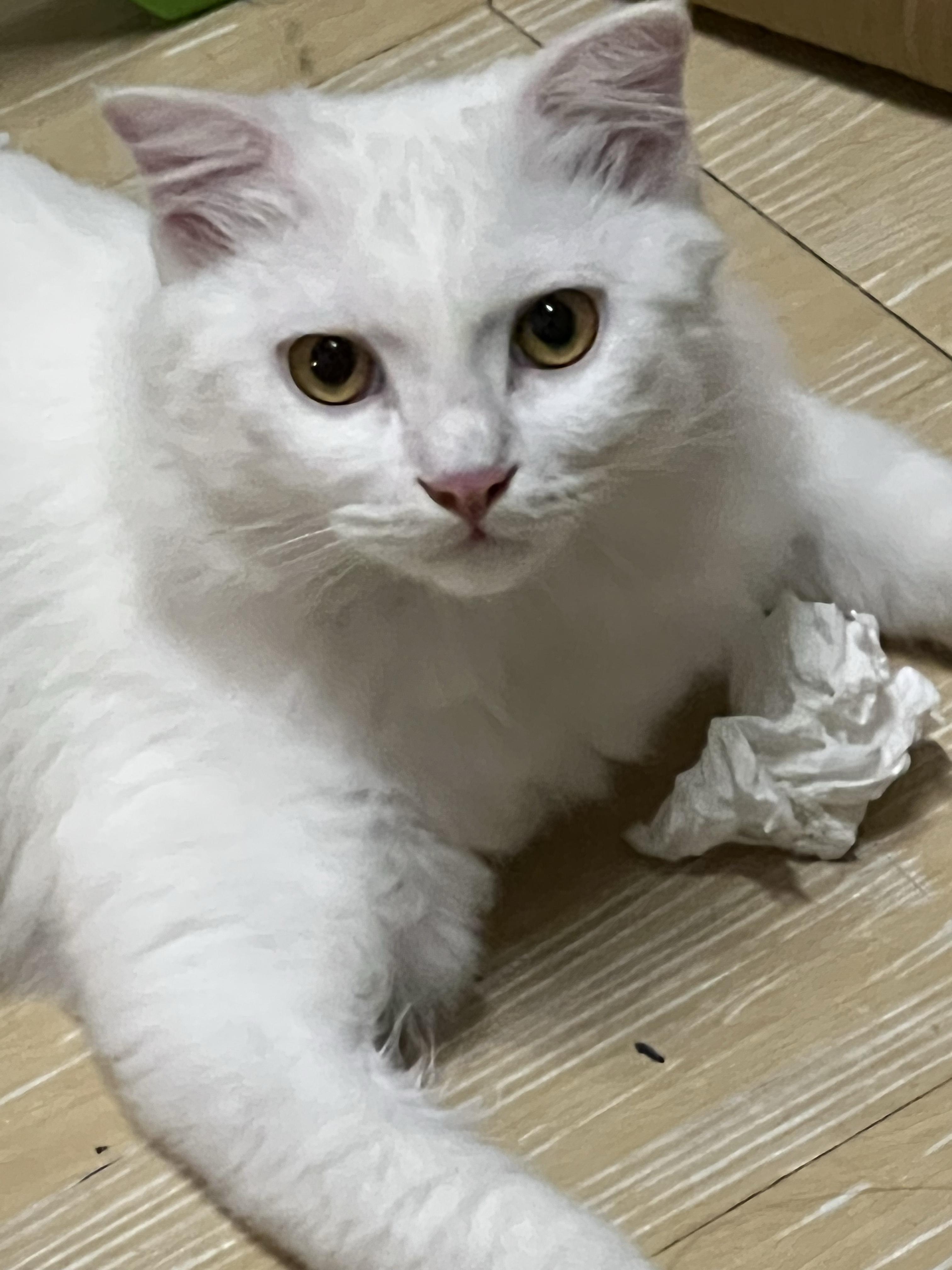 求推荐一个适合新手养猫的品种?