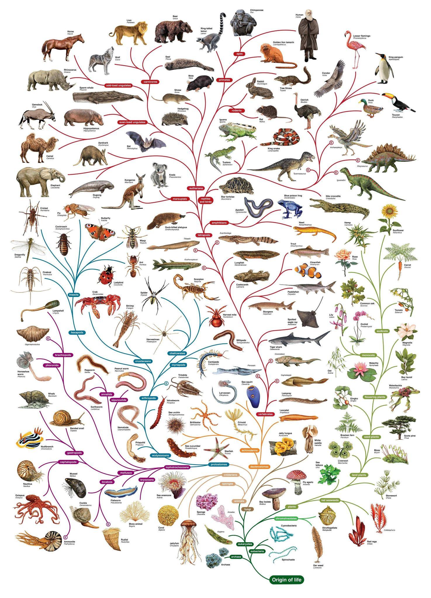 求动物的演化图
