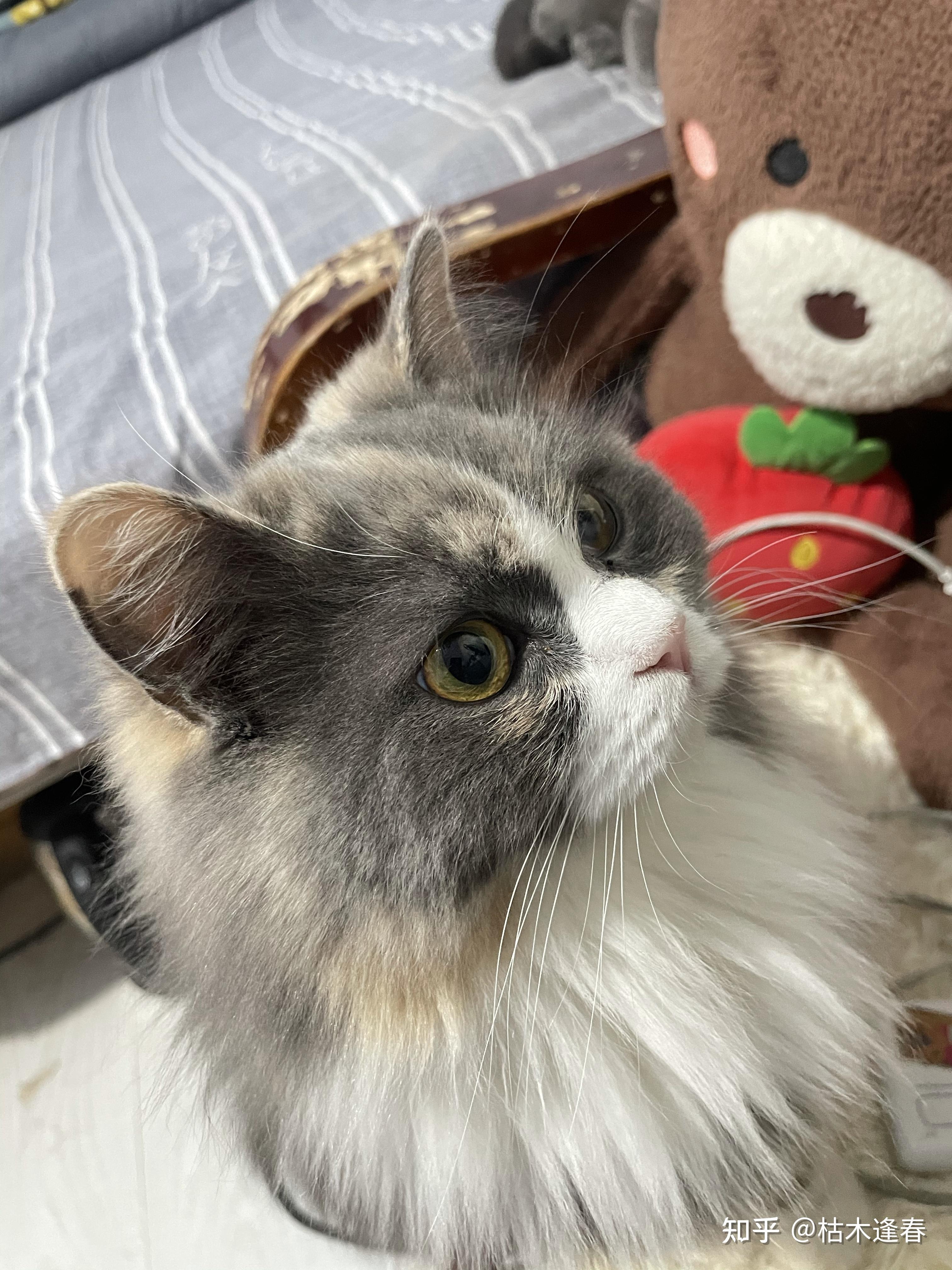 布偶和蓝猫串 小猫会有和布偶一样颜色的吗? - 知乎