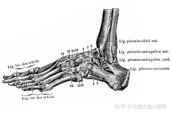 足部健康知识 了解足部结构