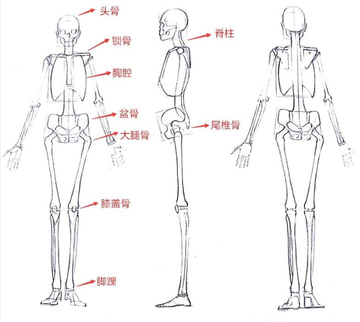 人的全身解析图图片