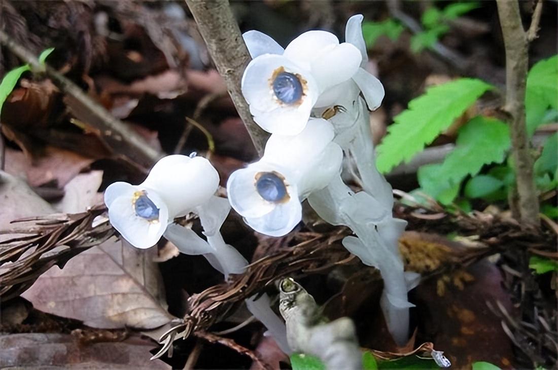 在生物學分類上,水晶蘭是被子植物門60木蘭綱60杜鵑花目60杜鵑