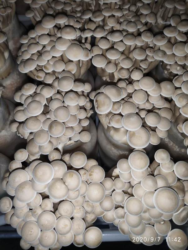 鹿茸菇-多吃才能品出味来!