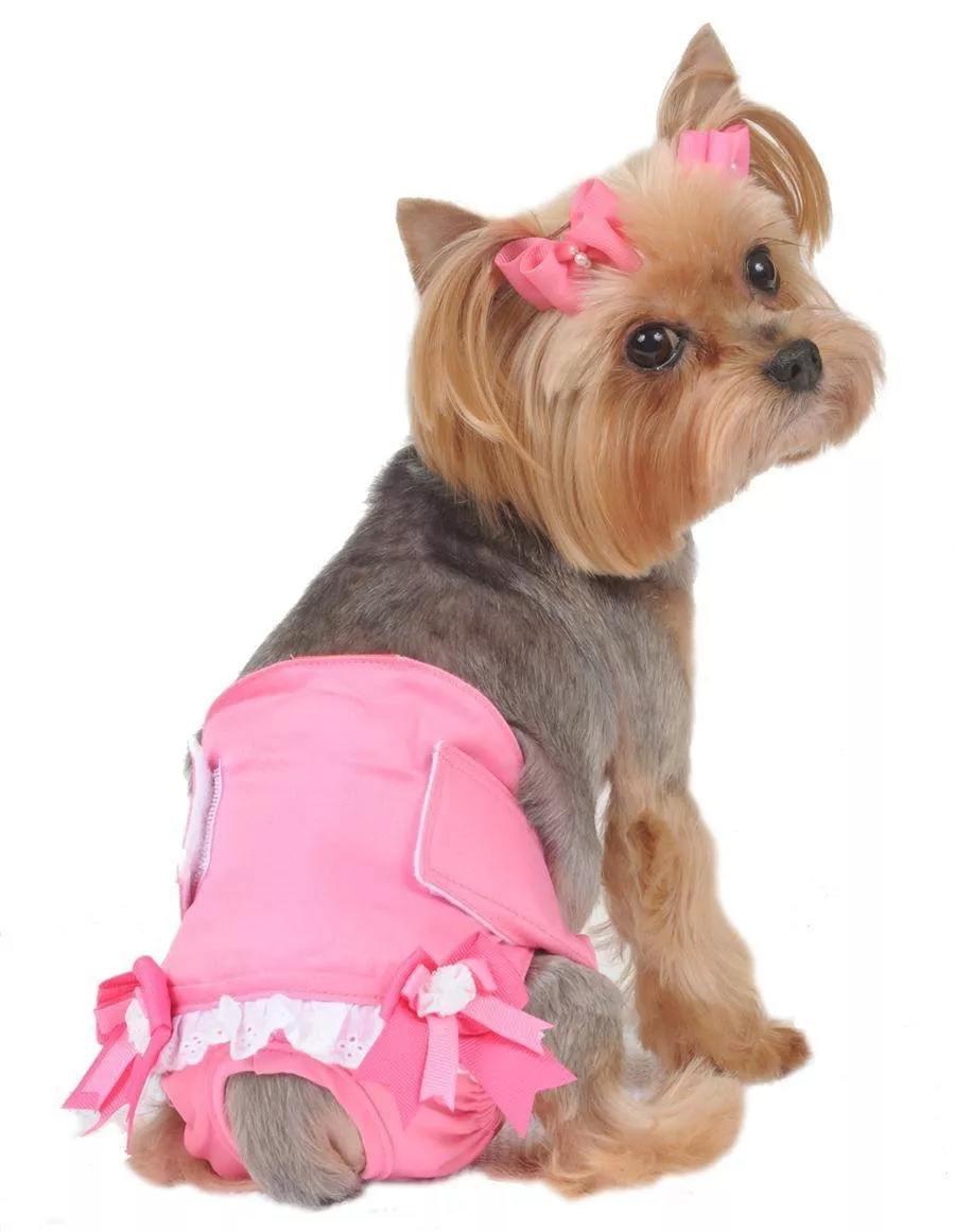 猫犬发情期如何护理 - 知乎