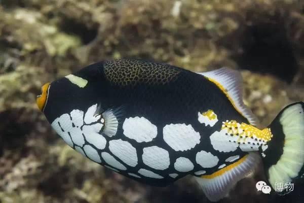 二战美军潜艇之水族英雄谱（三）鳞魨 - 知乎