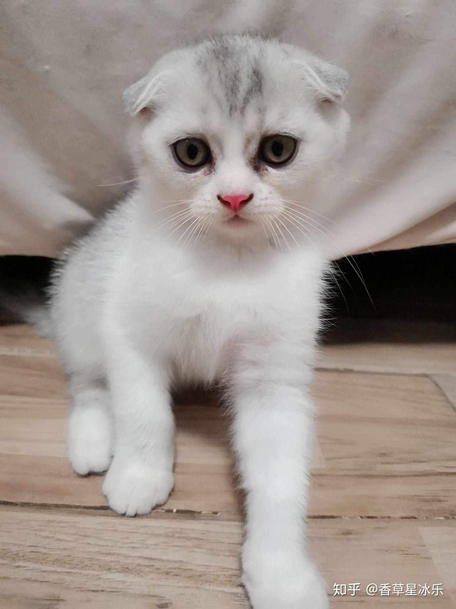 蓝猫和银渐层能配出什么样的小猫