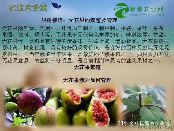 果树栽培 无花果的繁殖及管理 知乎