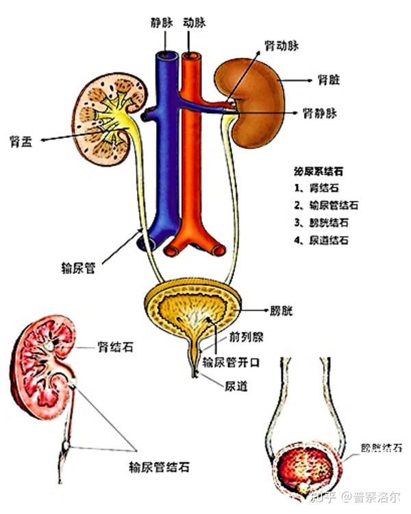 医学英语v 泌尿系统词汇学习 知乎