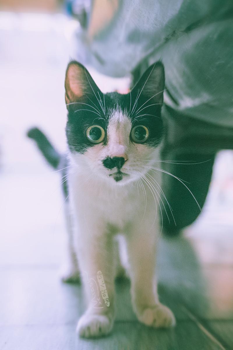 喵呜画报no1让我们荡起双昂桨小抓儿推开波哦浪等