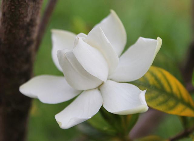 五种助眠植物 放一盆在卧室 睡得更香 知乎