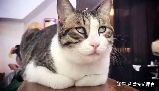土猫其实不土。 - 知乎