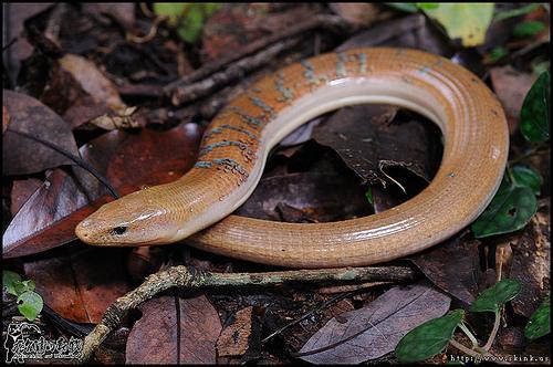 脆蛇蜥和蛇怎么区分? - 知乎