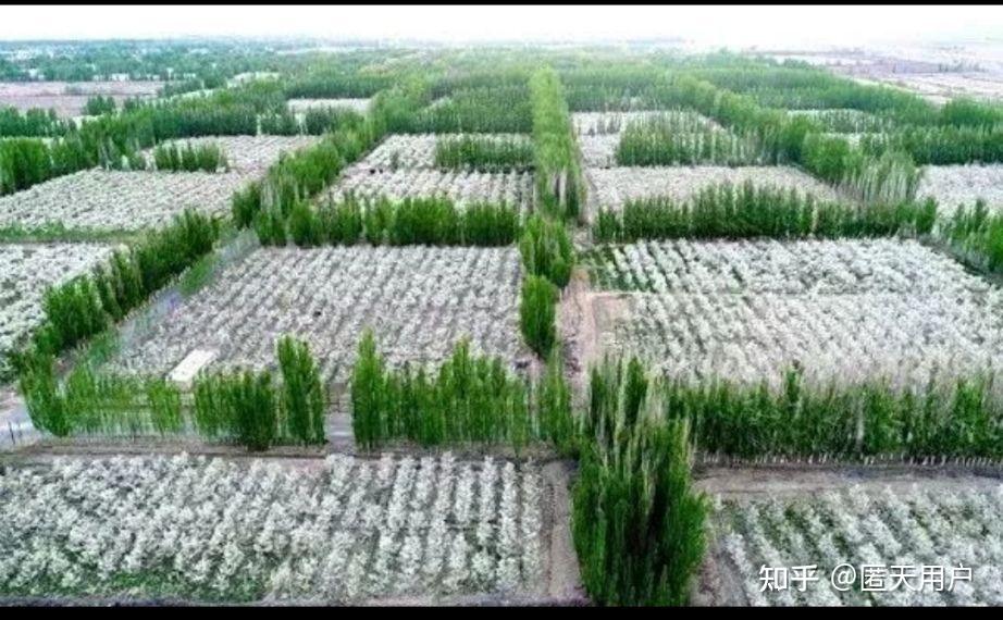 如何看待媒体再披露敦煌毁林案资料显示敦煌阳关林场防护林面积为13