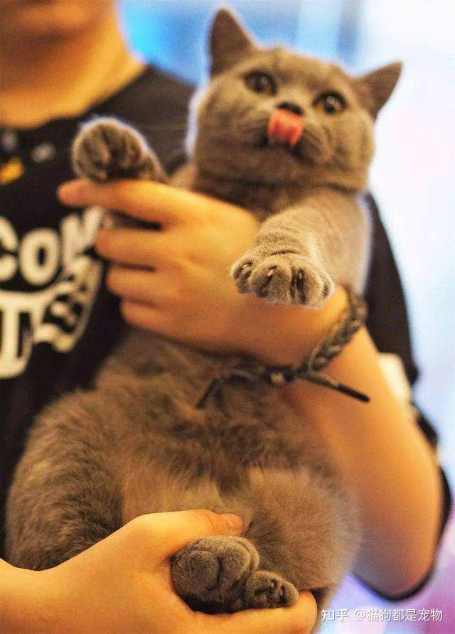 你真的会“撸猫”吗？这些部位，才是猫咪的快乐阀门 - 知乎