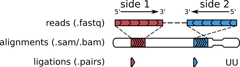 重磅升级丨Hi-C技术发明人Job Dekker发布高精度Hi-C 3.0技术 - 知乎