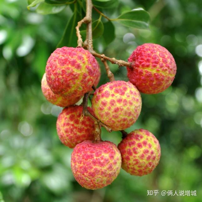 “中国荔枝邮票”原发地 - 知乎