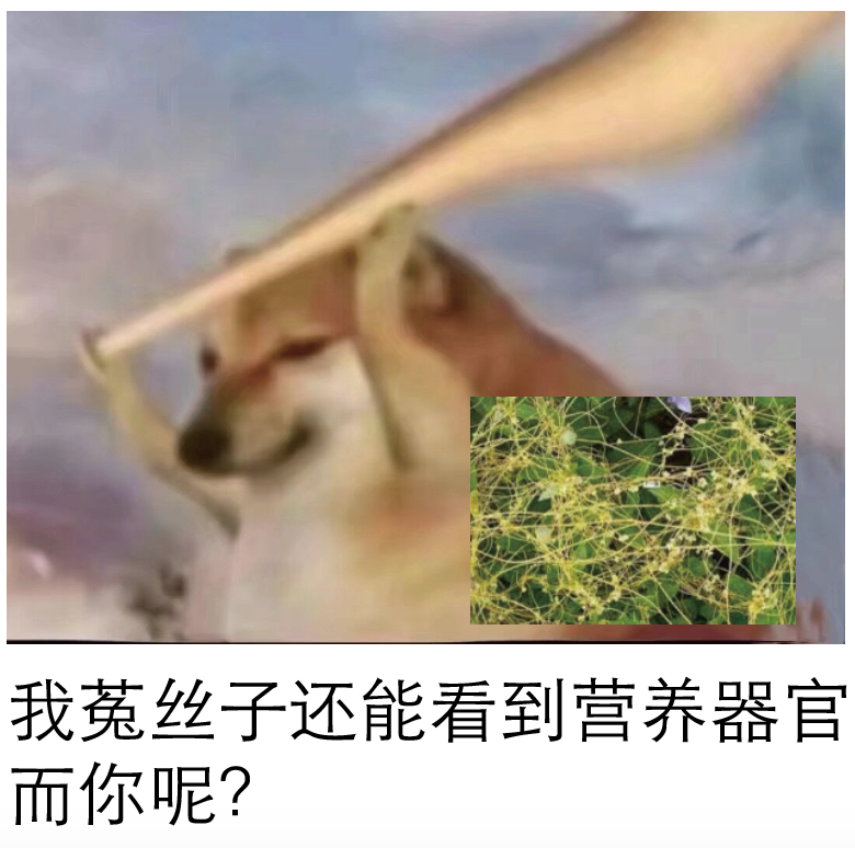 大花草科寄生花的寄生故事 - 知乎