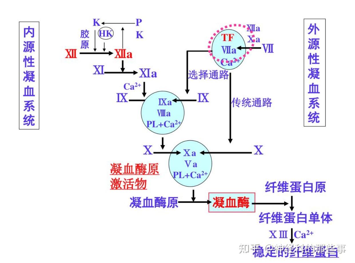 抗凝药物里的浪漫