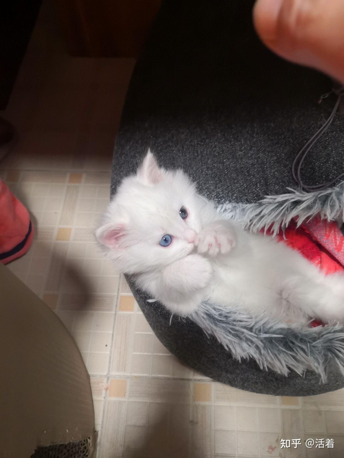 中国古代四大名猫- 知乎