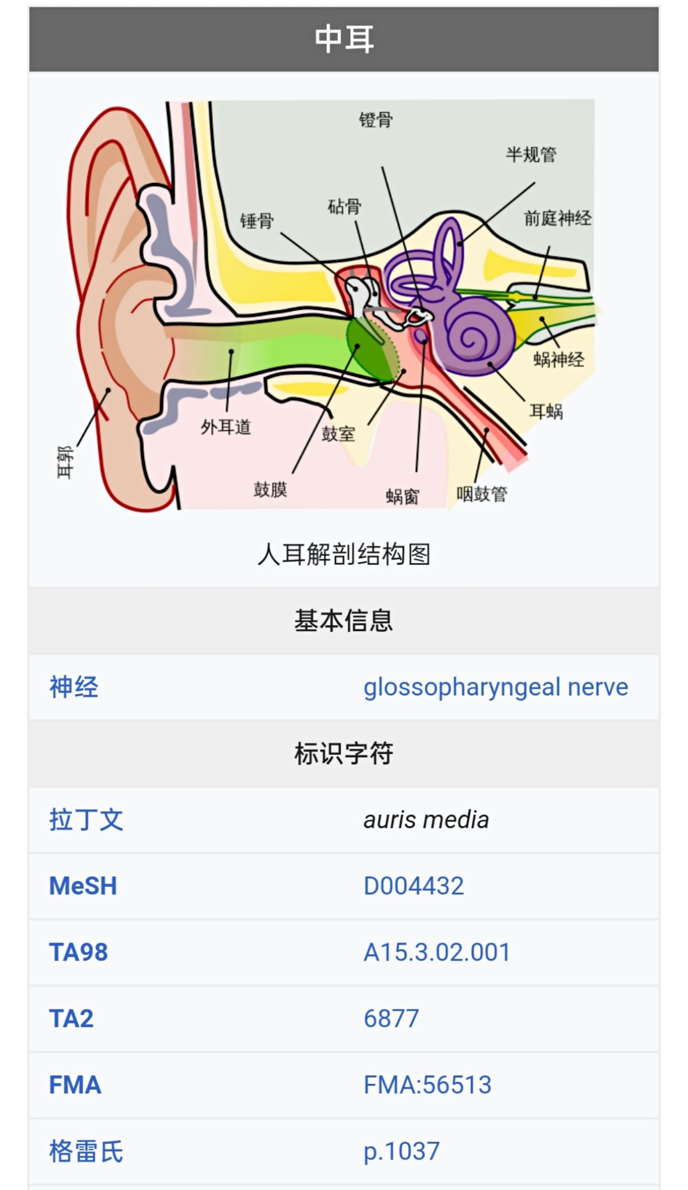 鼓膜四个象限解剖图图片