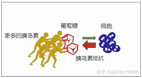 腰腹总是囤积脂肪?浅谈胰岛素抵抗与肥胖,很多人变胖的原因是它