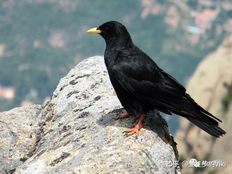 黄嘴山鸦是乌鸦嘛图片