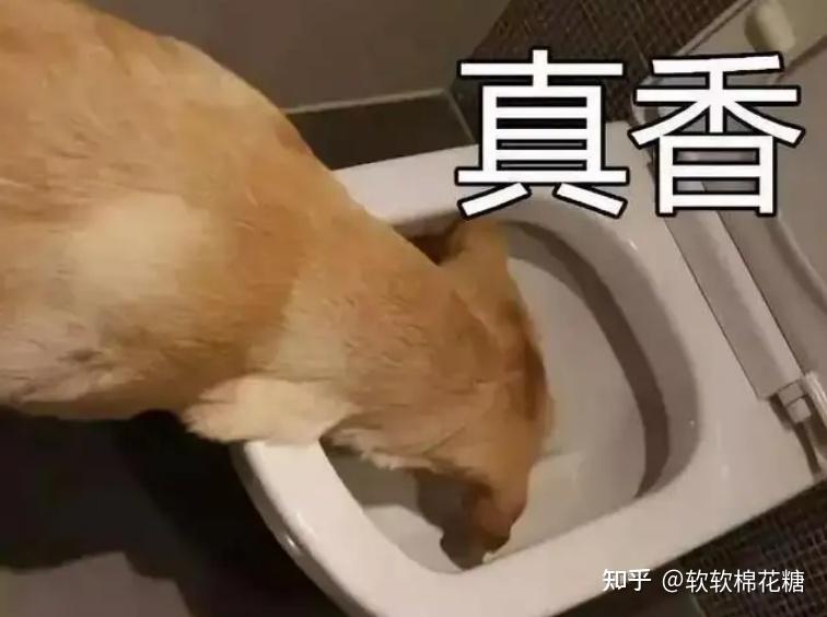 吃狗屎图片