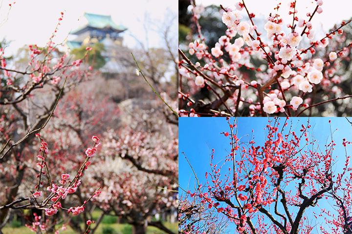 梅花开了 春天的脚步也近了 来大阪城梅林感受春天的到来 知乎