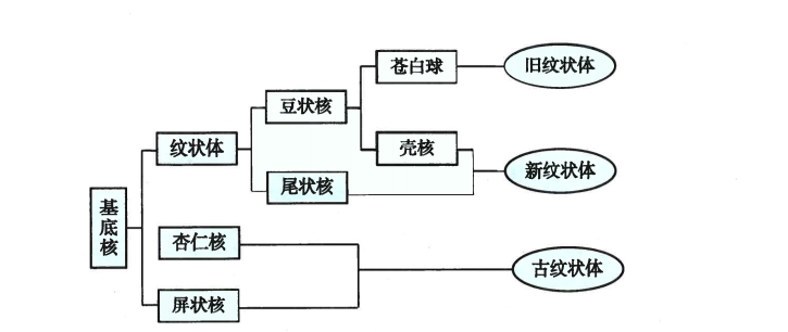 基底神经节组成图片