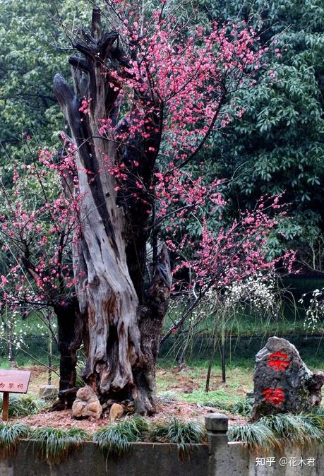 古梅和名梅树盘点,500年以上树龄的仅仅有4株 - 知乎