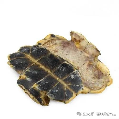 中药材:龟板 - 知乎