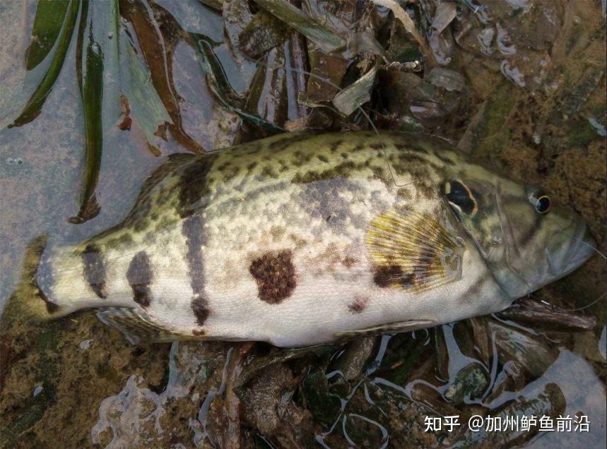 饲料鳜逐渐被推行,相比于饵料鳜鱼,饲料鳜的优势在哪? - 知乎