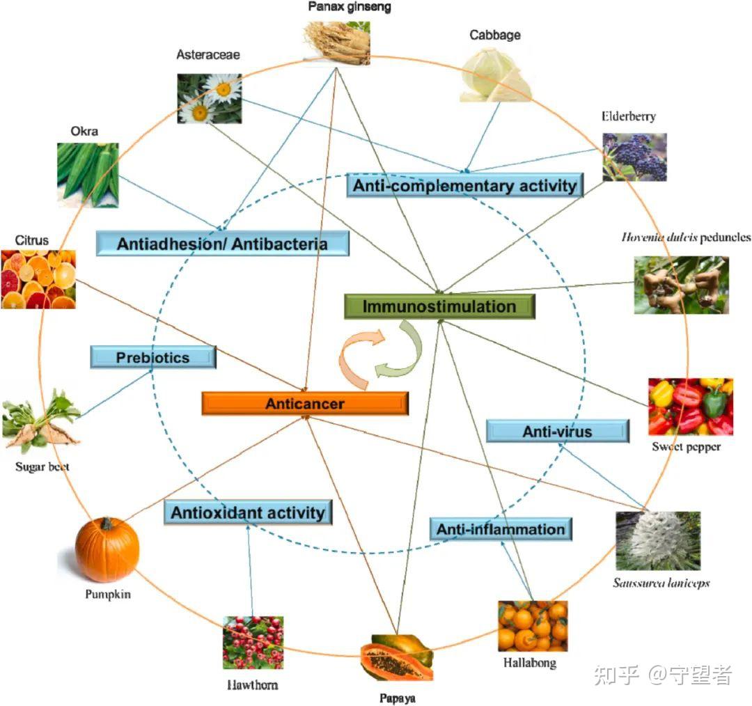 综述生物活性多糖免疫调节和抗病毒活性及构效关系