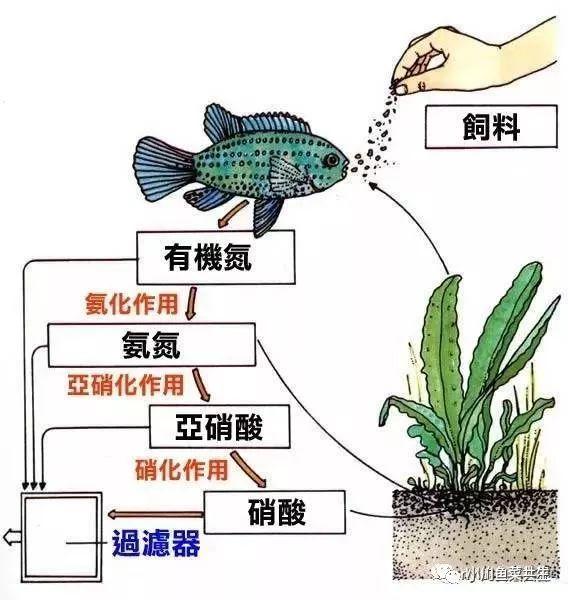 鱼菜共生系统普及图片