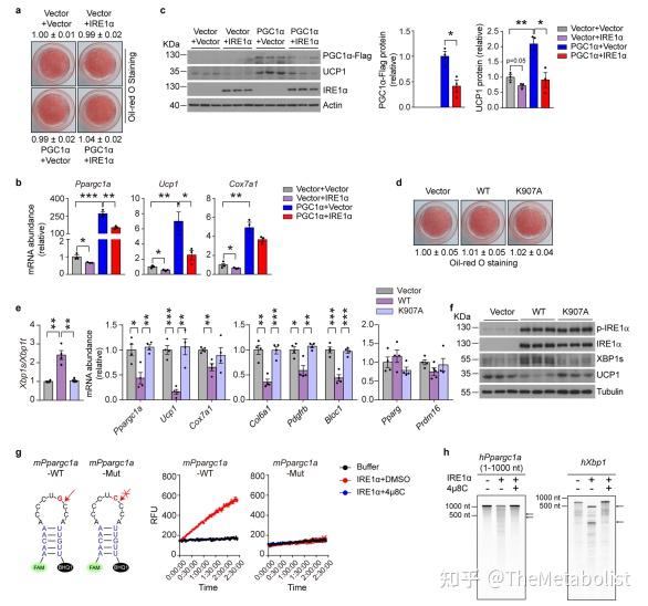 Nature Metabolism:内质网应激促肥胖?原来是IRE1α在捣乱! - 知乎